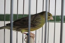 IV Concurso – Exposición Ornitológica de Azuaga 